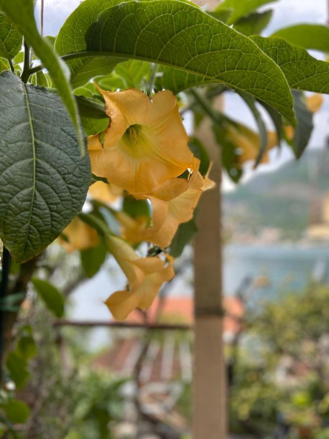 Apartments Vucinovic Tivat Eksteriør bilde